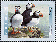 Atlantic Puffins